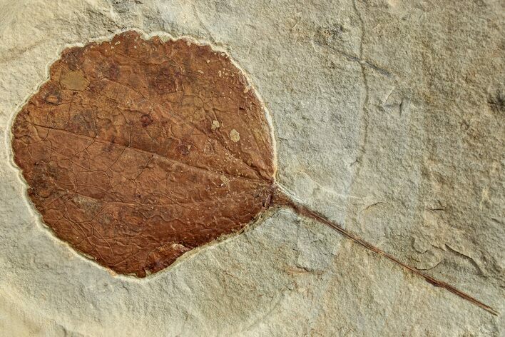 Fossil Leaf (Zizyphoides) - Montana #223823